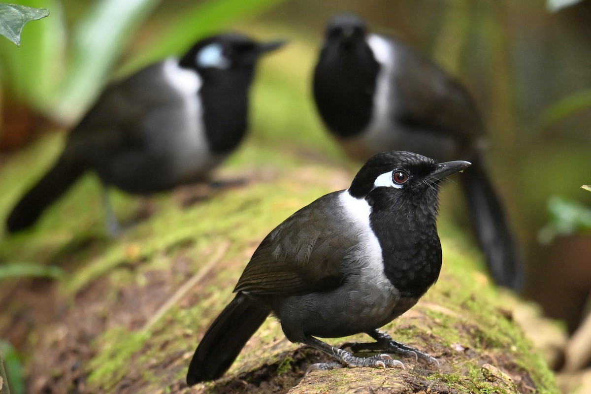 Black-hooded Laughingthrush - ML619833002