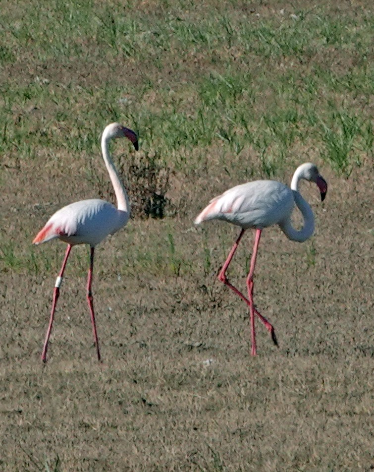 Greater Flamingo - ML619833007