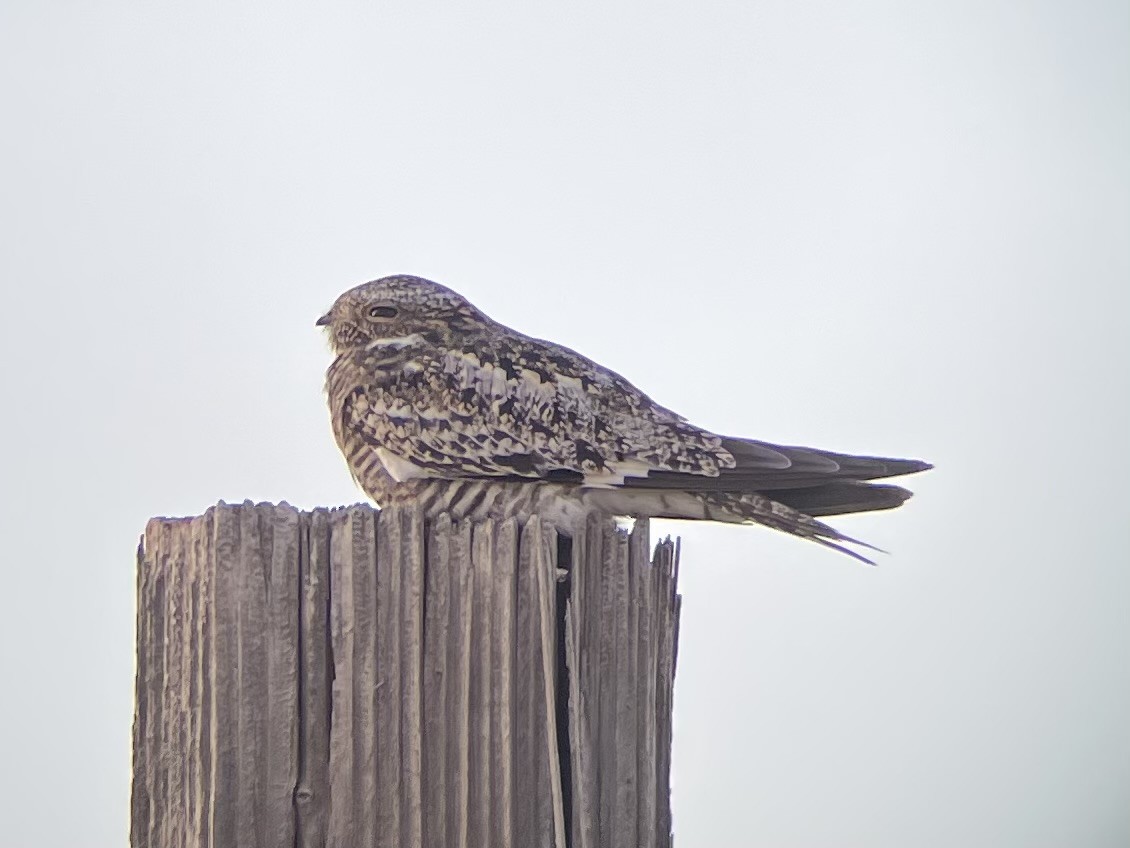 Common Nighthawk - ML619833008