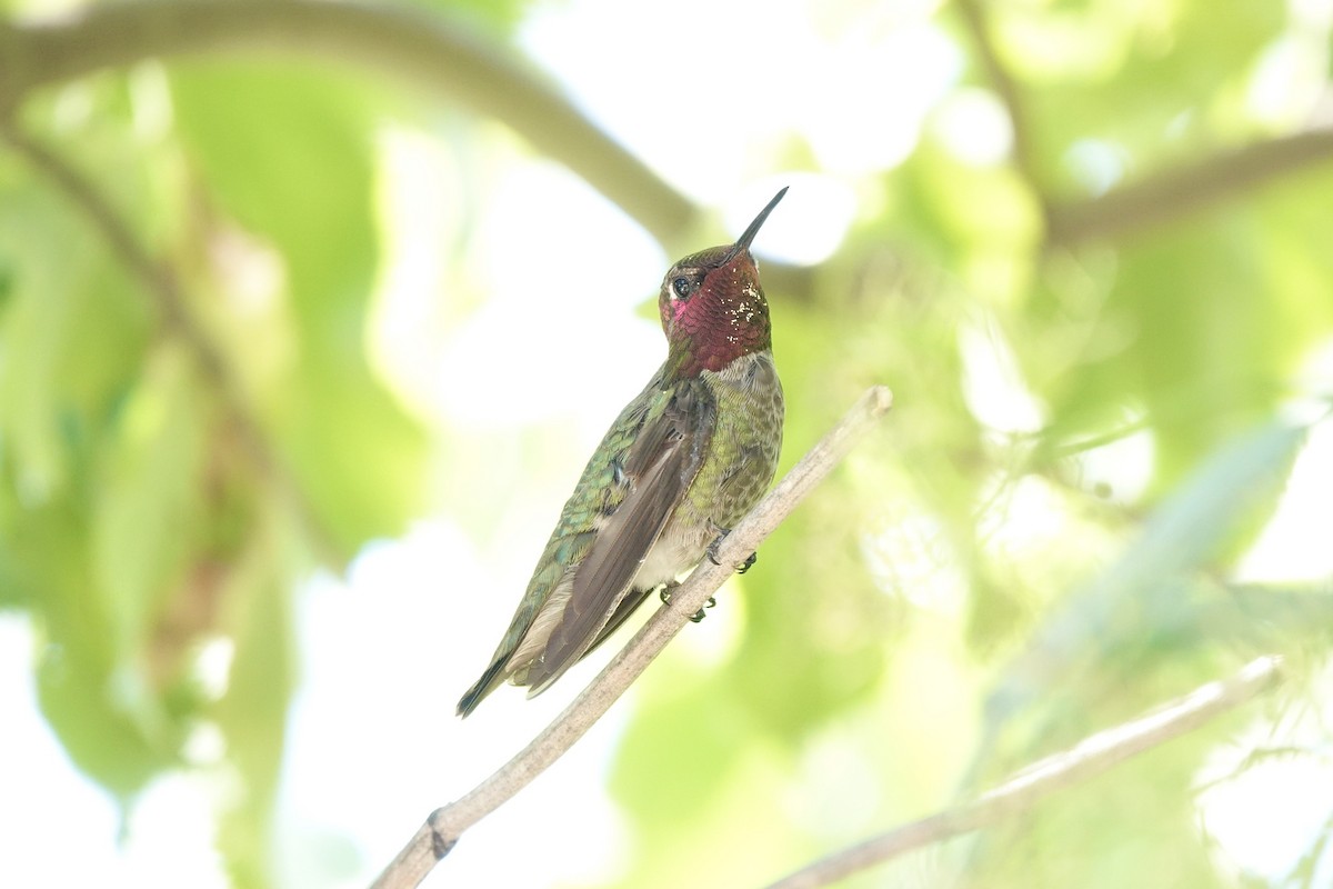 Anna's Hummingbird - ML619833011