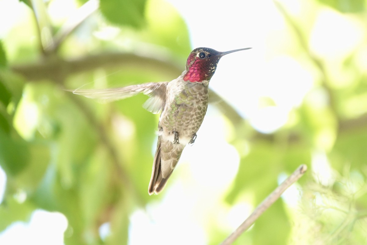 Anna's Hummingbird - ML619833012