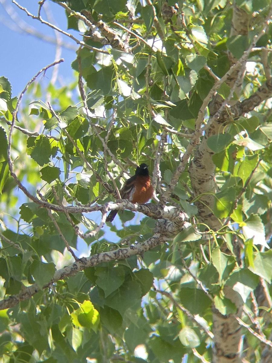 Orchard Oriole - ML619833026