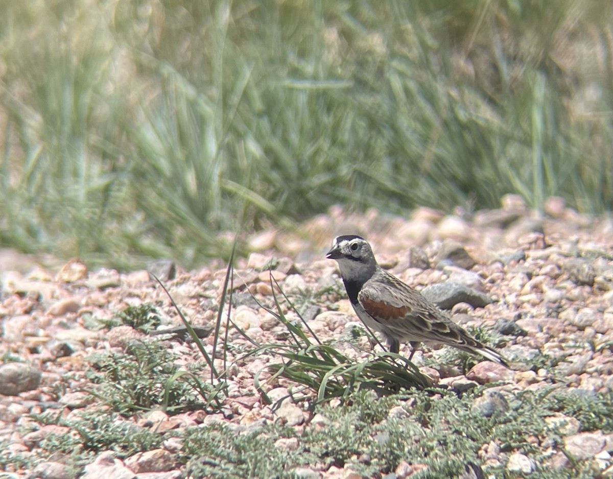 Thick-billed Longspur - ML619833031