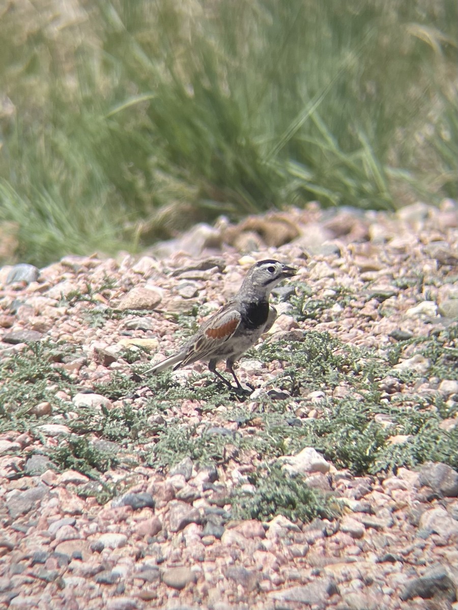 Thick-billed Longspur - ML619833032