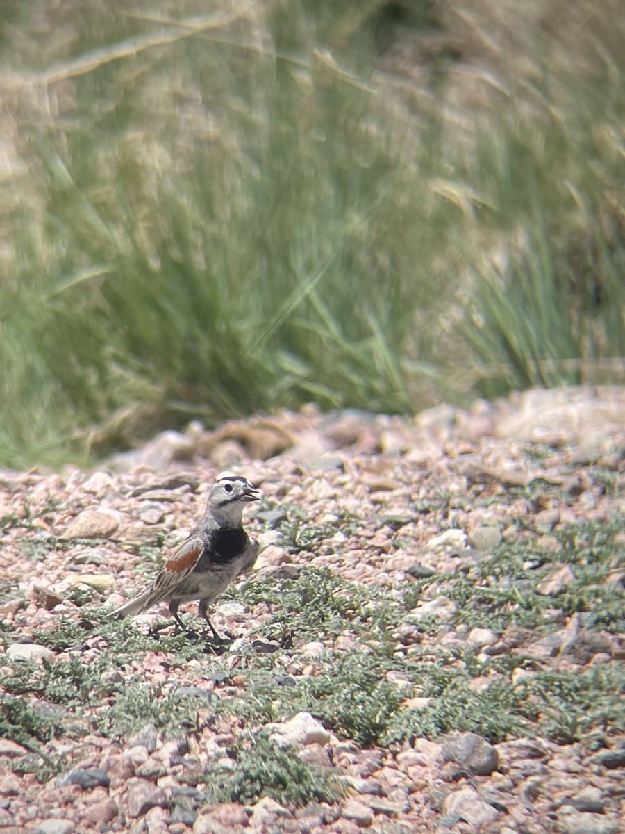 Thick-billed Longspur - ML619833033