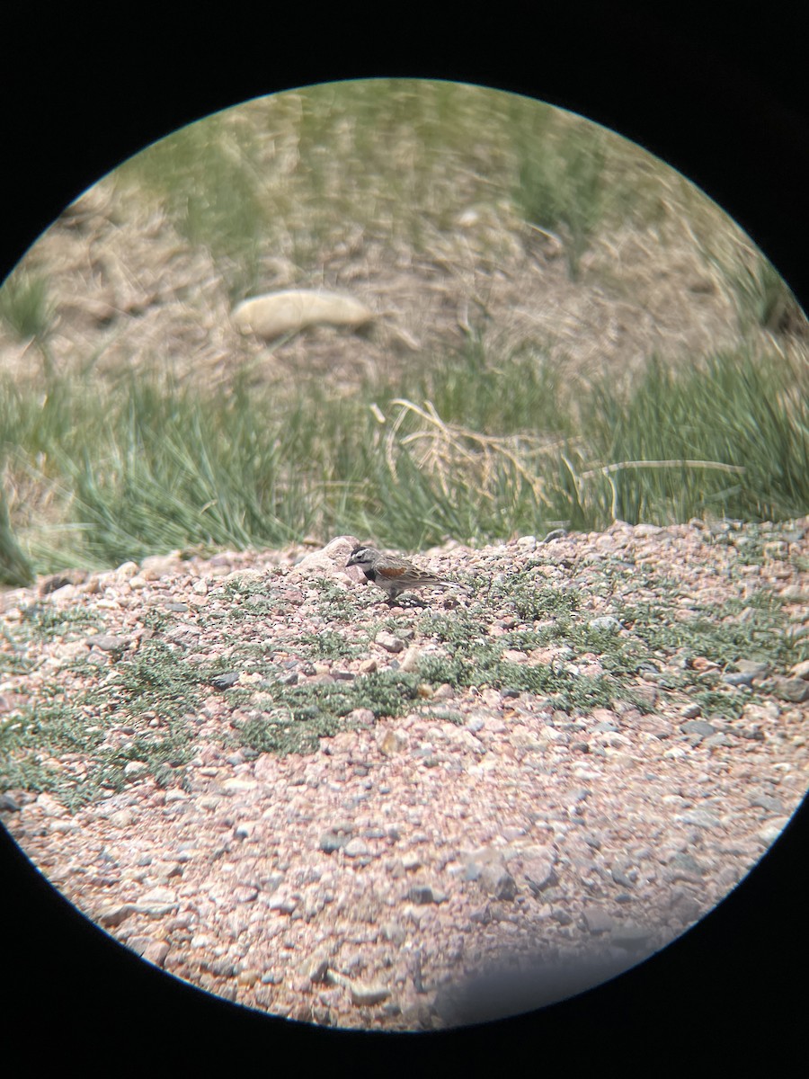 Thick-billed Longspur - ML619833034
