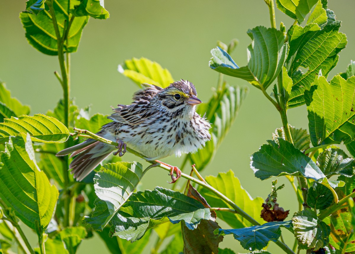 Savannah Sparrow - ML619833040