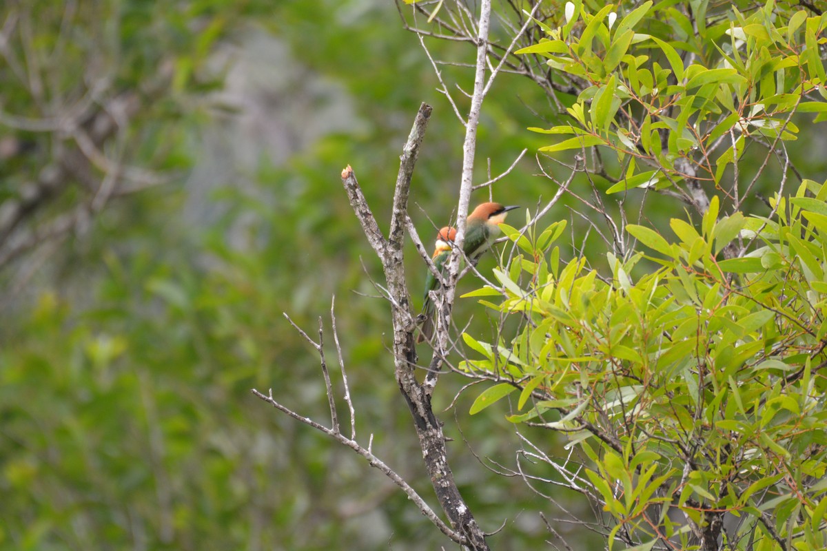 Chestnut-headed Bee-eater - ML619833042