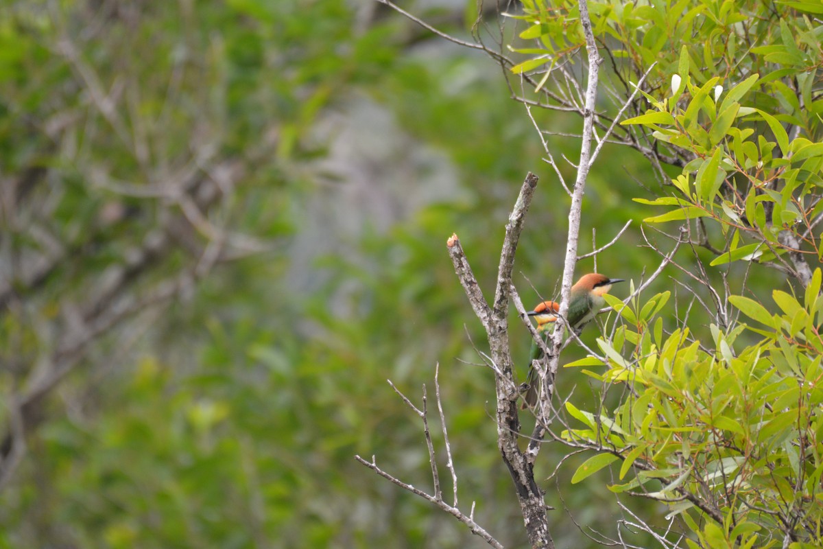 Chestnut-headed Bee-eater - ML619833043