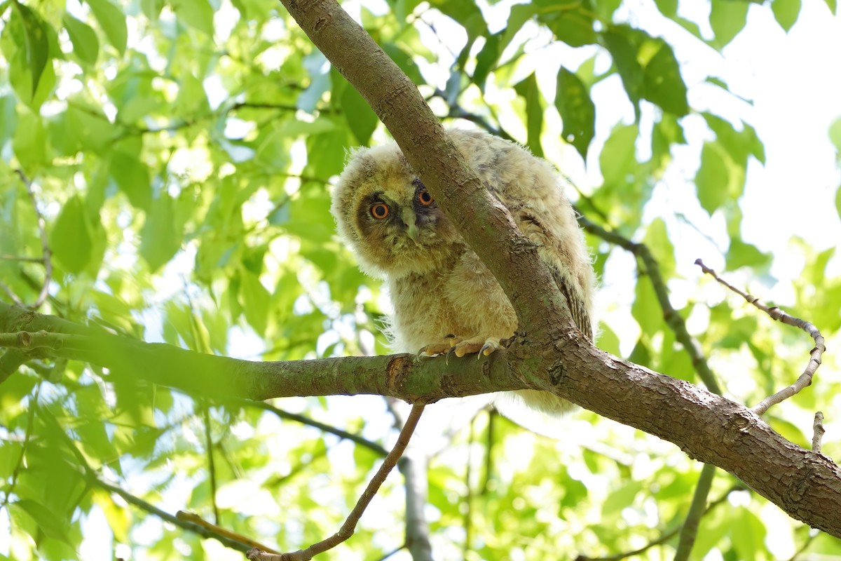 Long-eared Owl - ML619833045