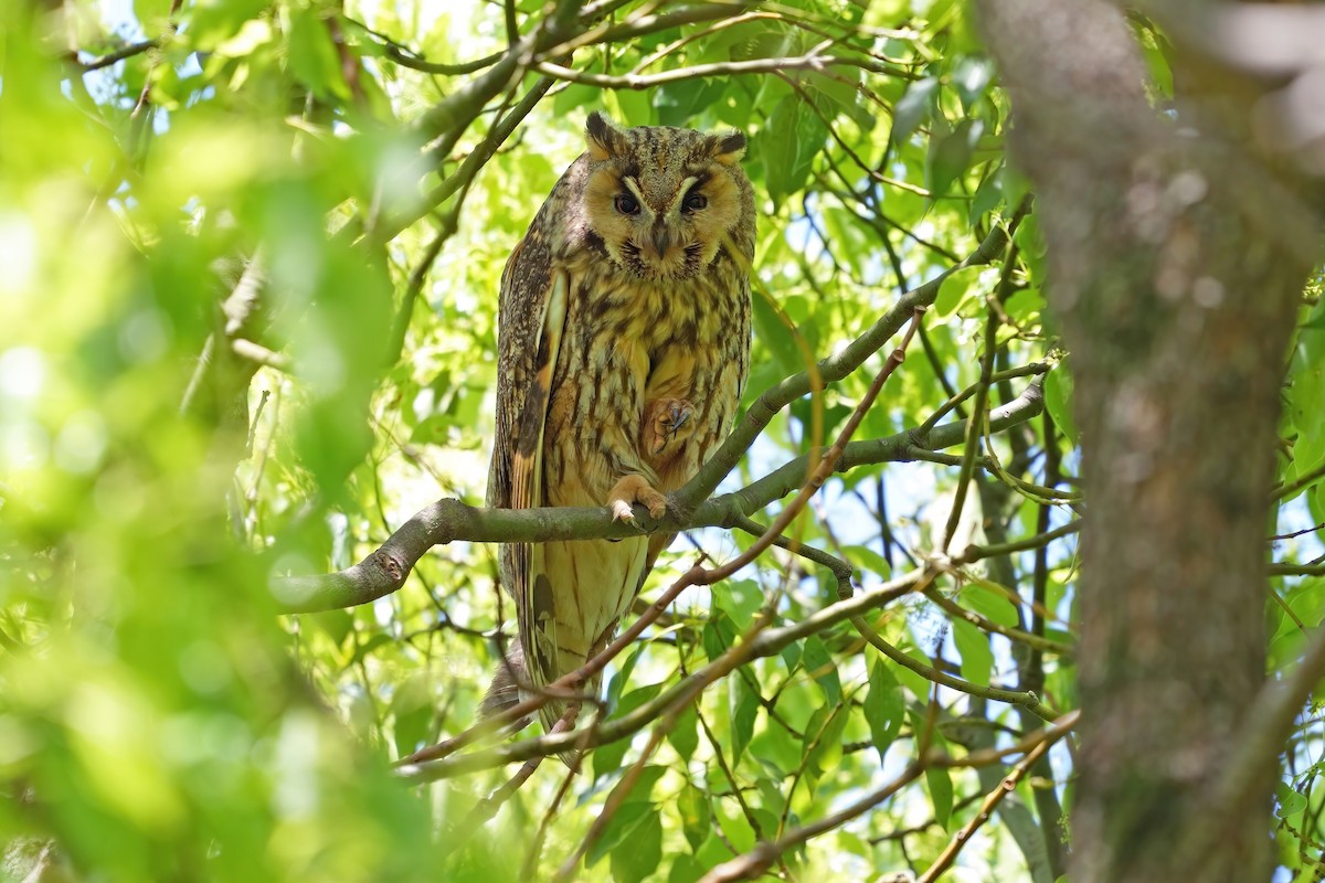 Long-eared Owl - ML619833047