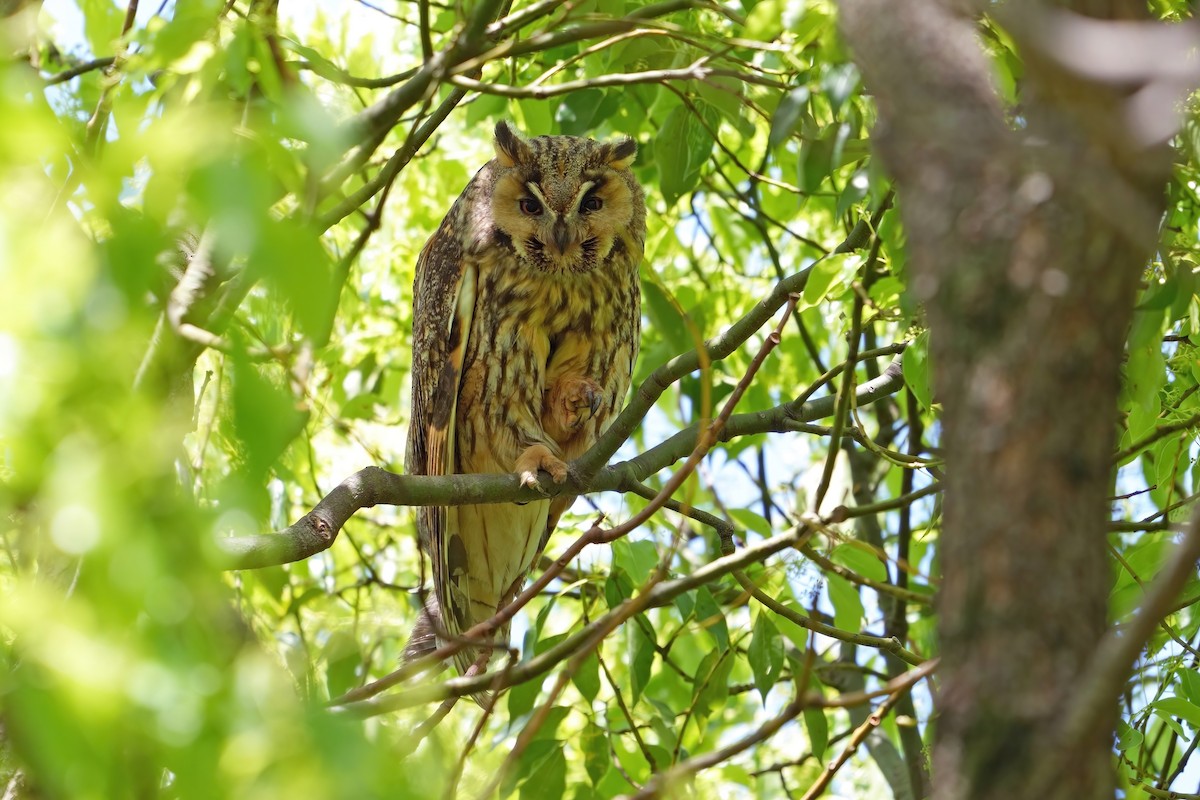 Long-eared Owl - ML619833048