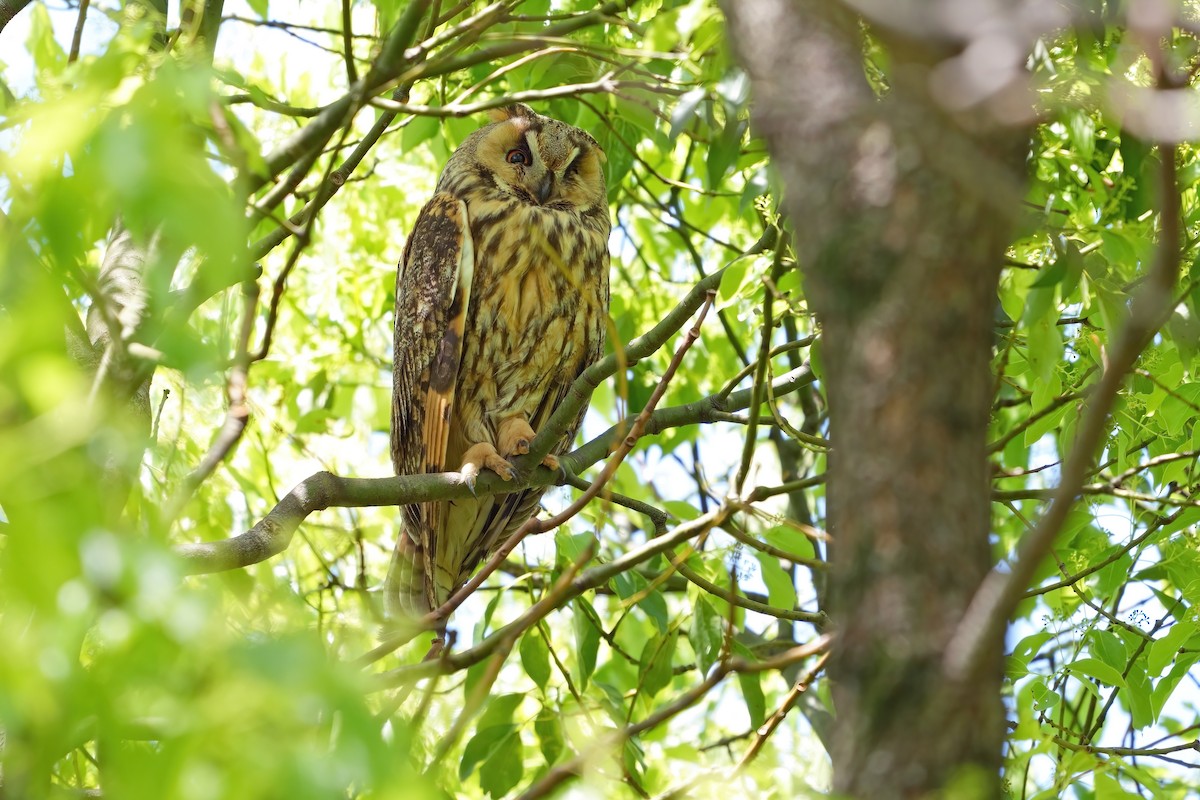 Long-eared Owl - ML619833049
