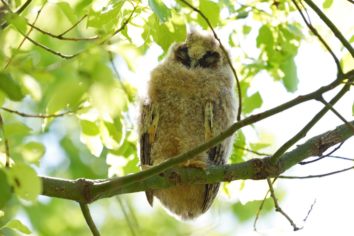 Long-eared Owl - ML619833050