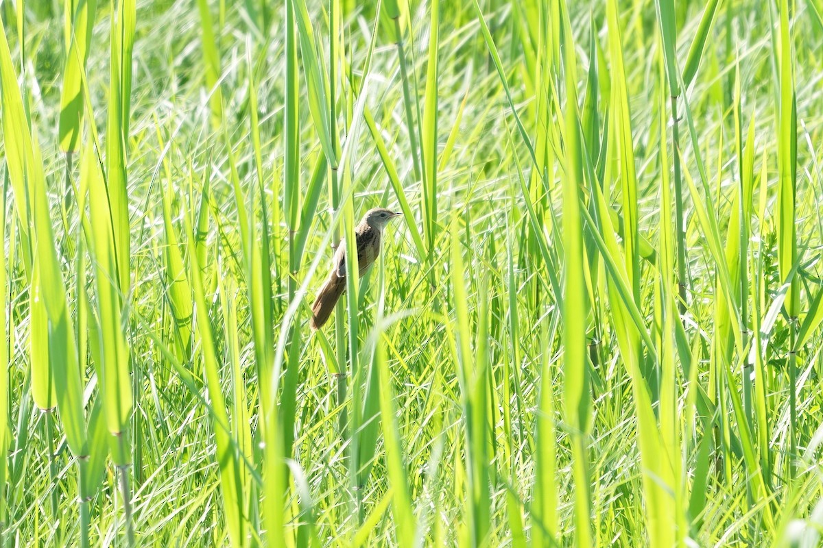 Marsh Grassbird - ML619833064