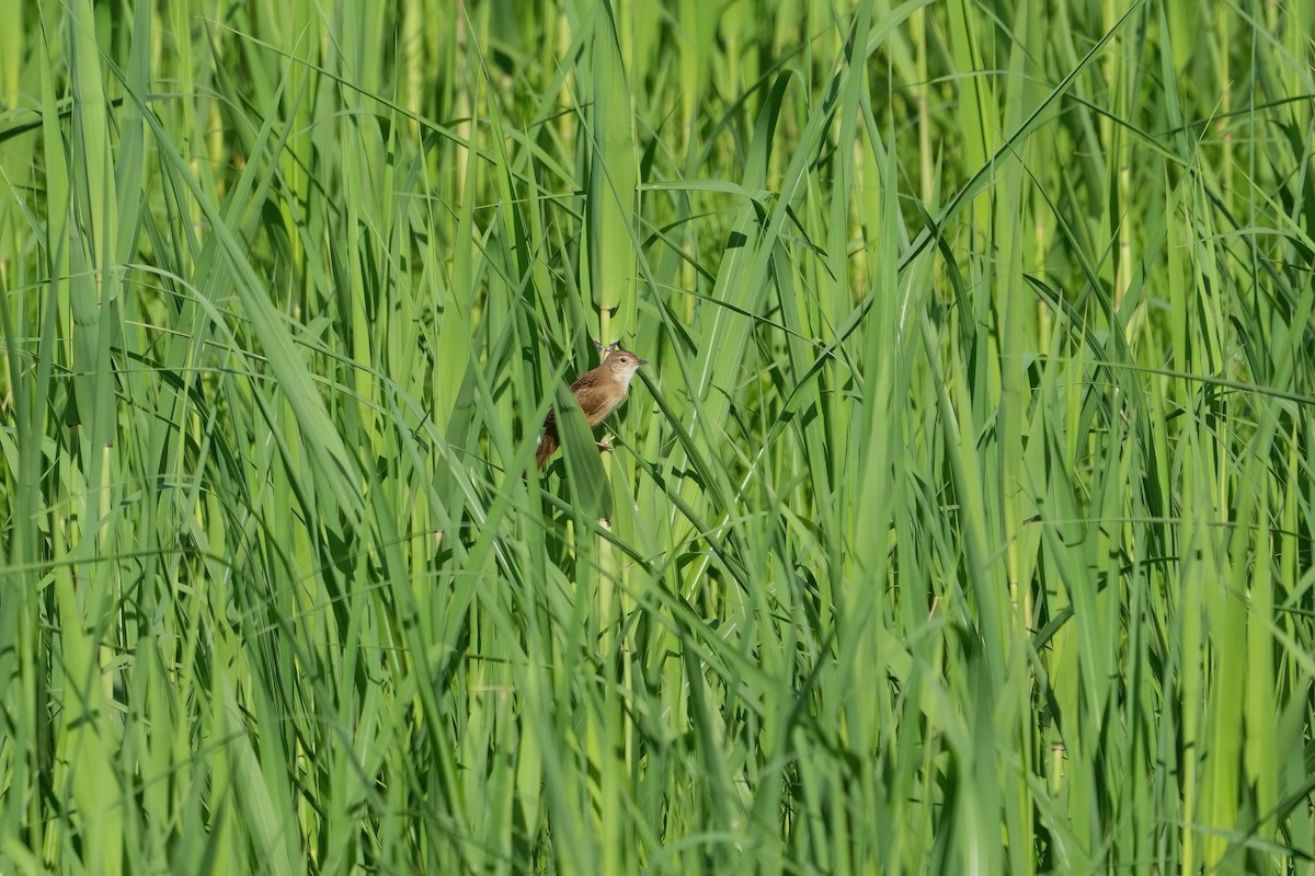 Marsh Grassbird - ML619833065