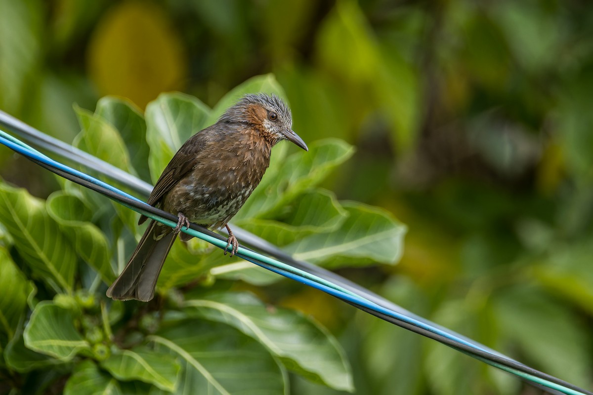 Bulbul à oreillons bruns - ML619833068