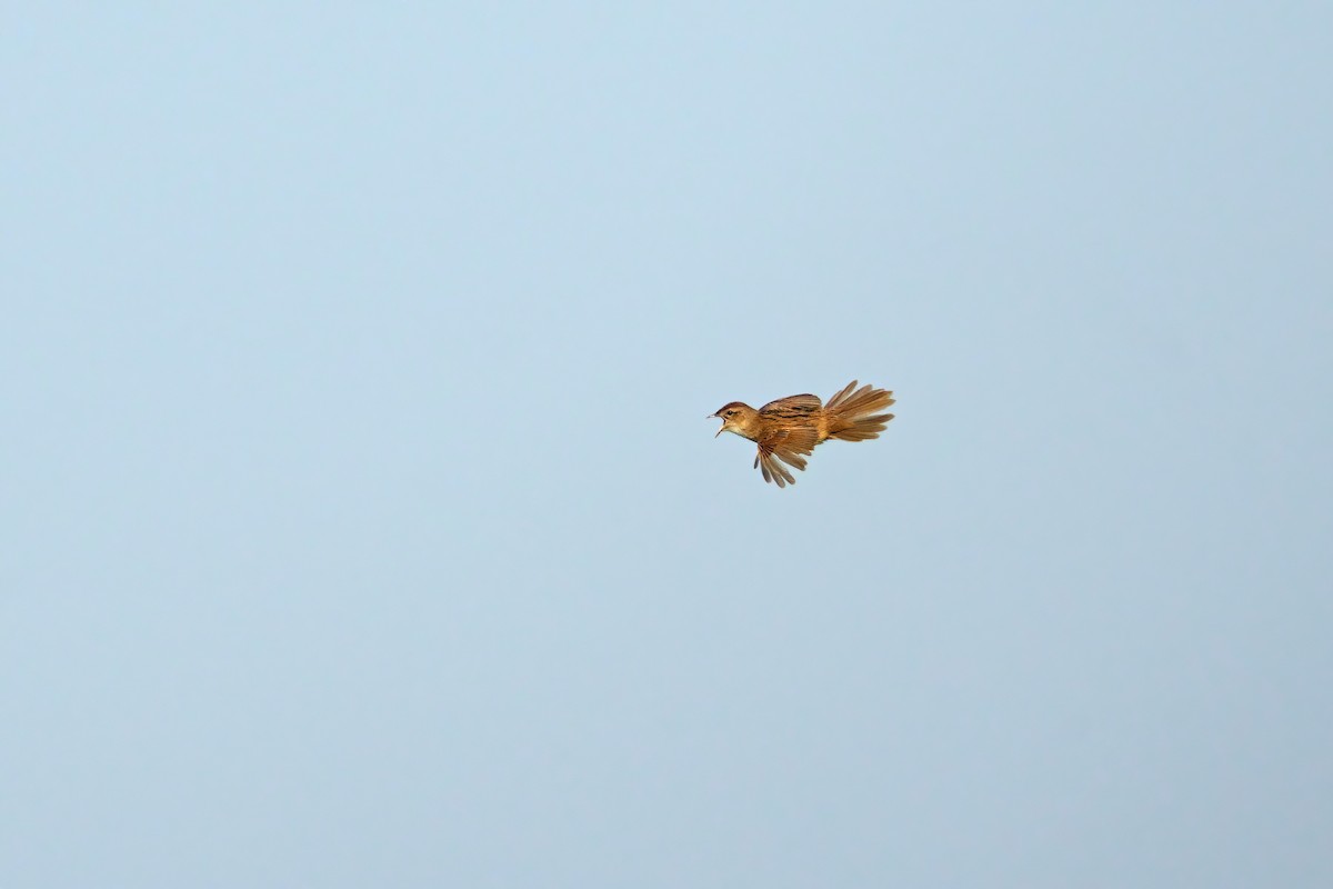 Marsh Grassbird - ML619833074