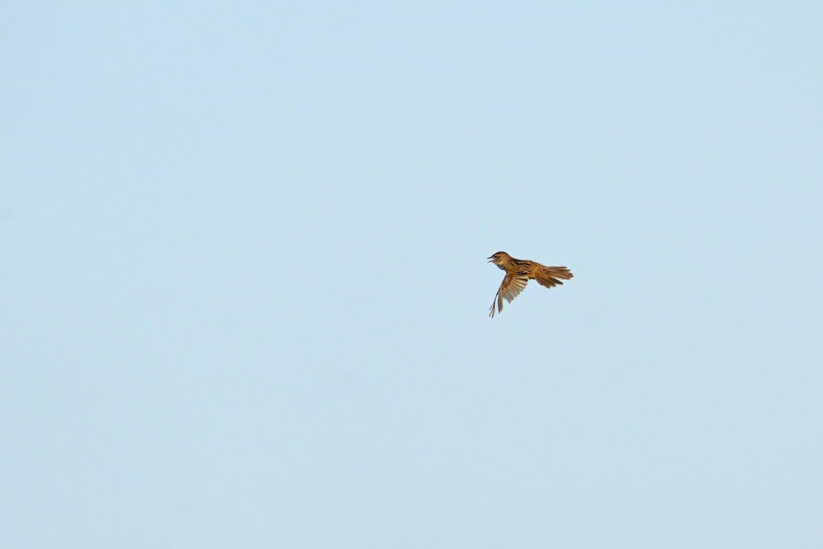 Marsh Grassbird - ML619833075