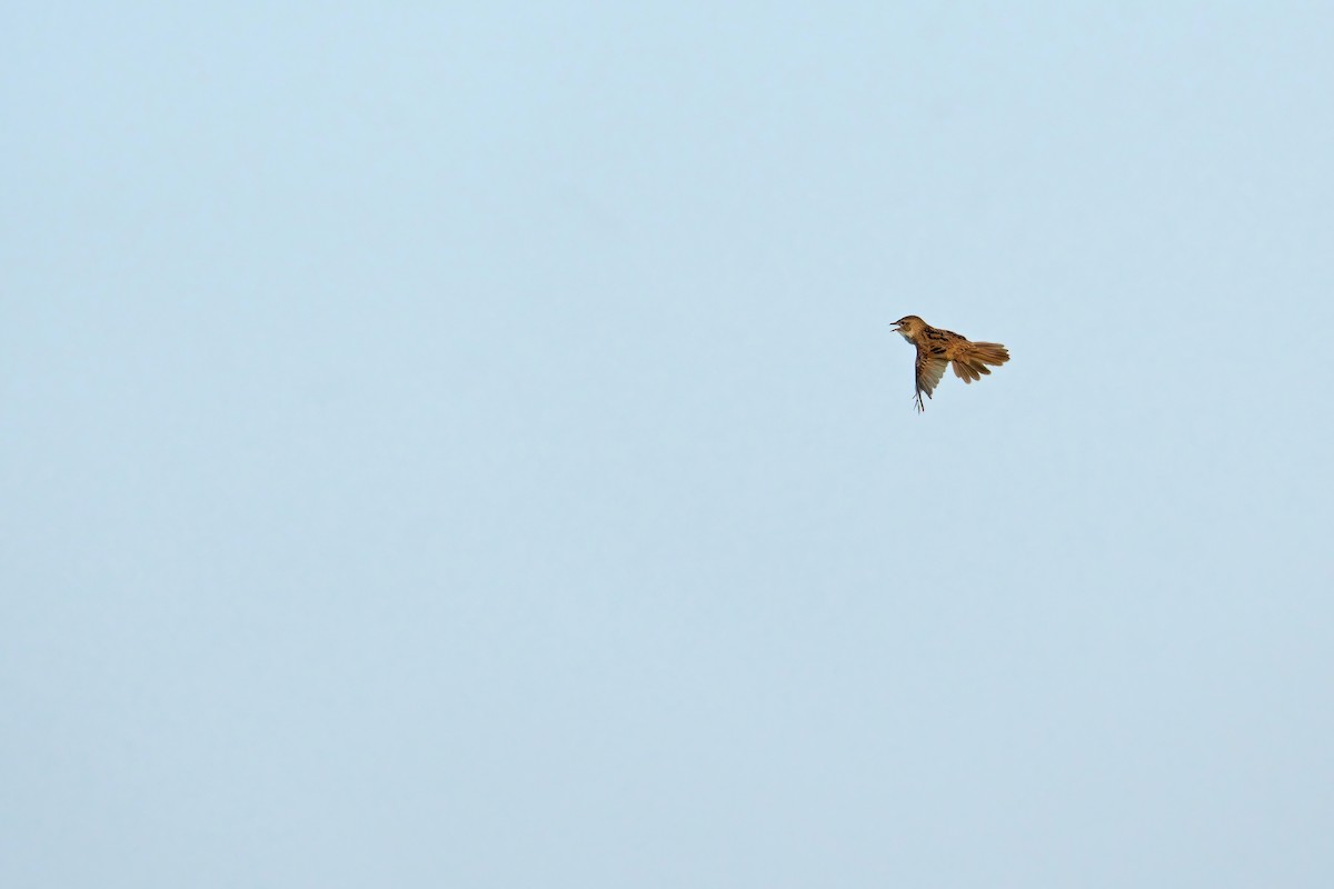 Marsh Grassbird - ML619833078