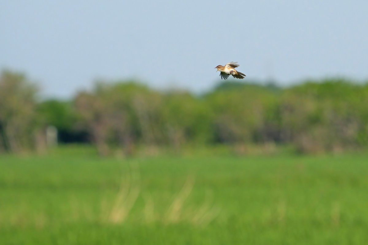 Marsh Grassbird - ML619833079