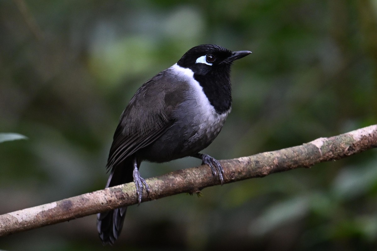 Black-hooded Laughingthrush - Qin Huang