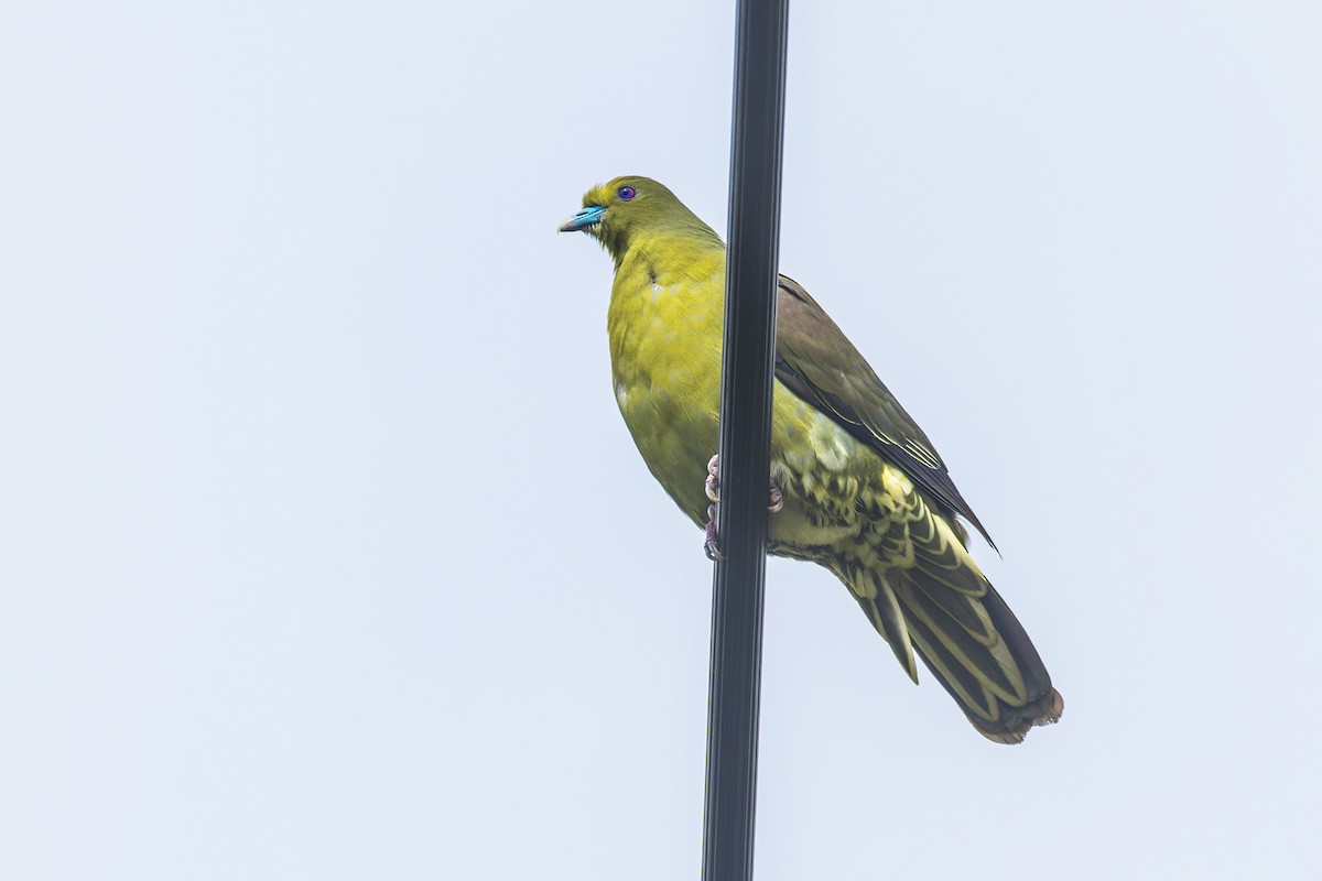 Whistling Green-Pigeon (Ryukyu) - ML619833101