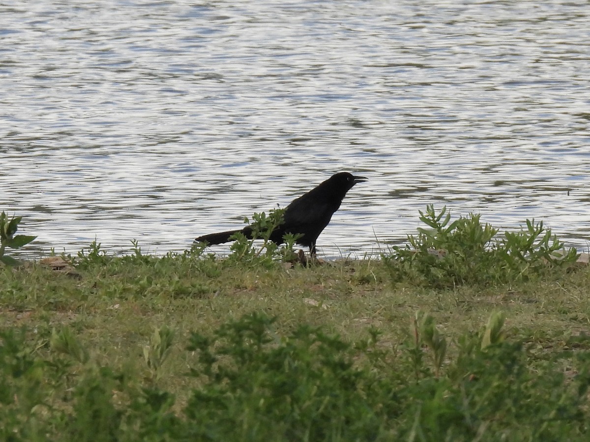 Great-tailed Grackle - ML619833117