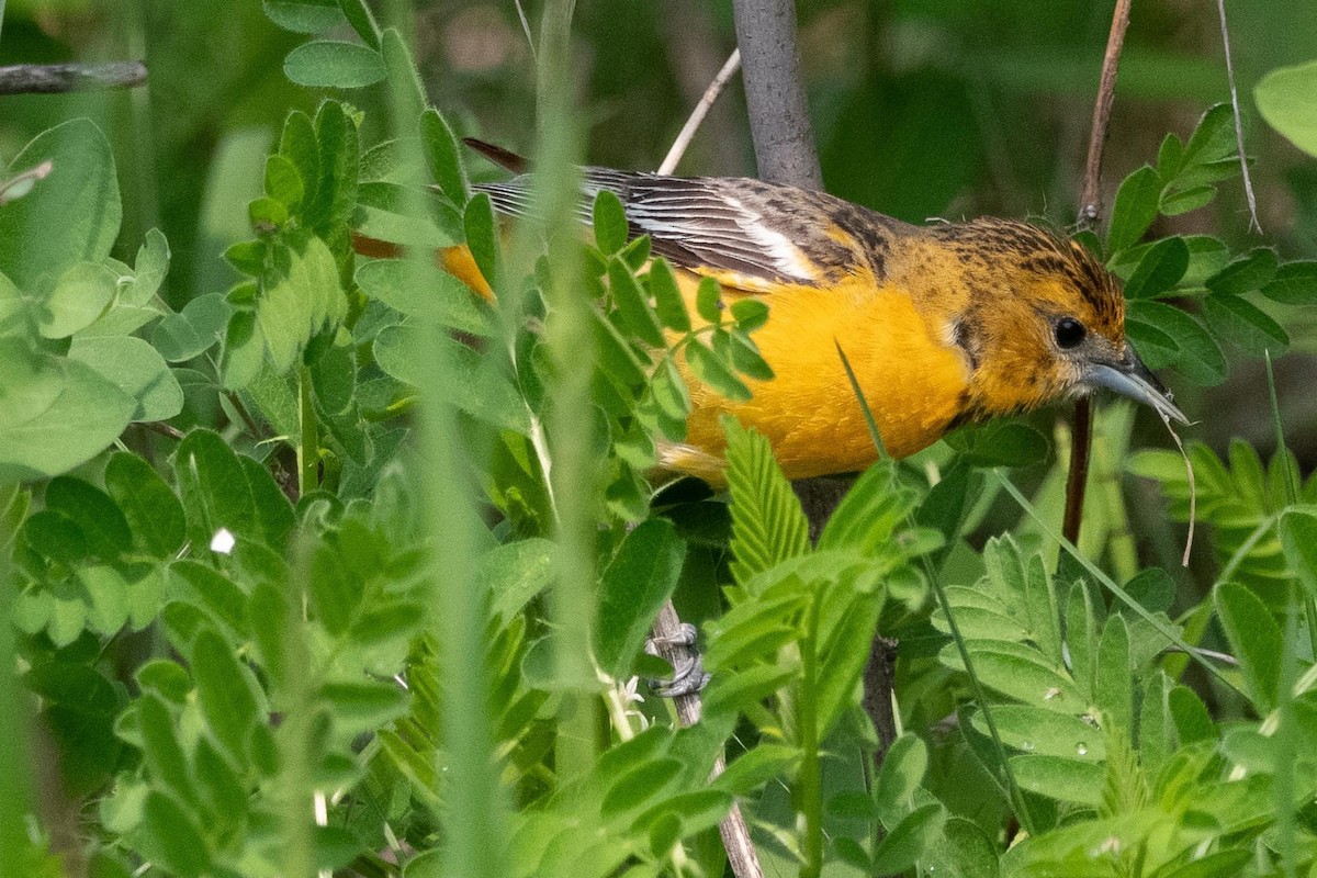 Baltimore Oriole - ML619833118