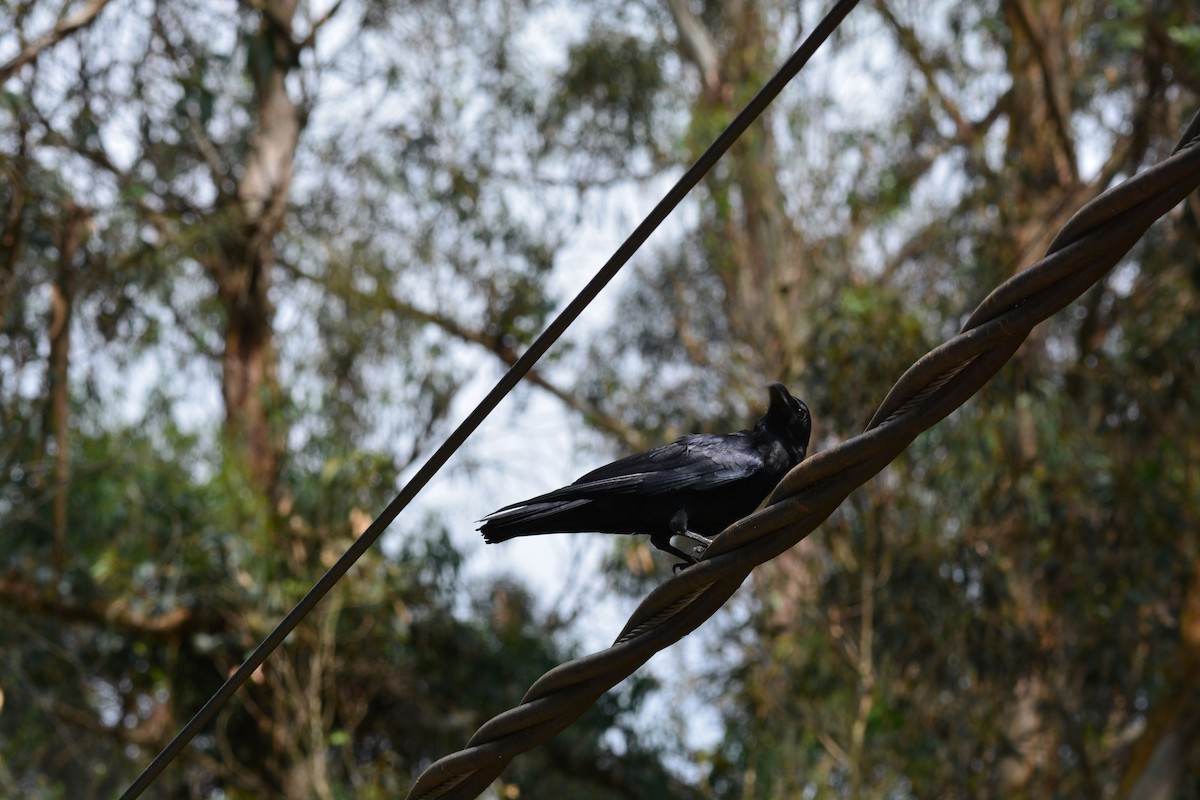 Large-billed Crow - ML619833130