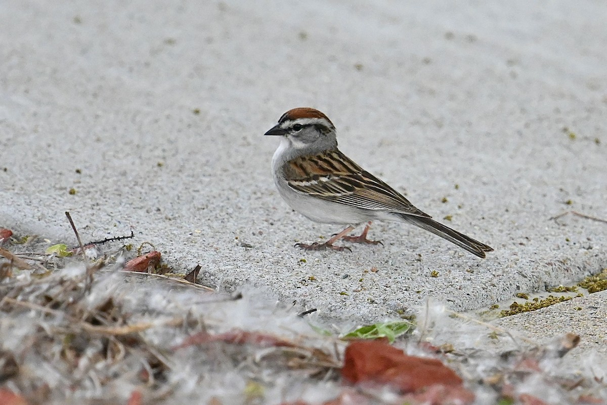 Chipping Sparrow - ML619833159