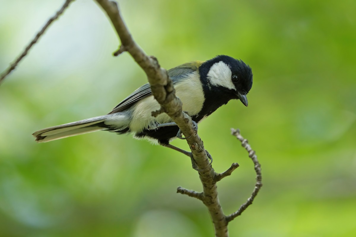 Japanese Tit - ML619833160