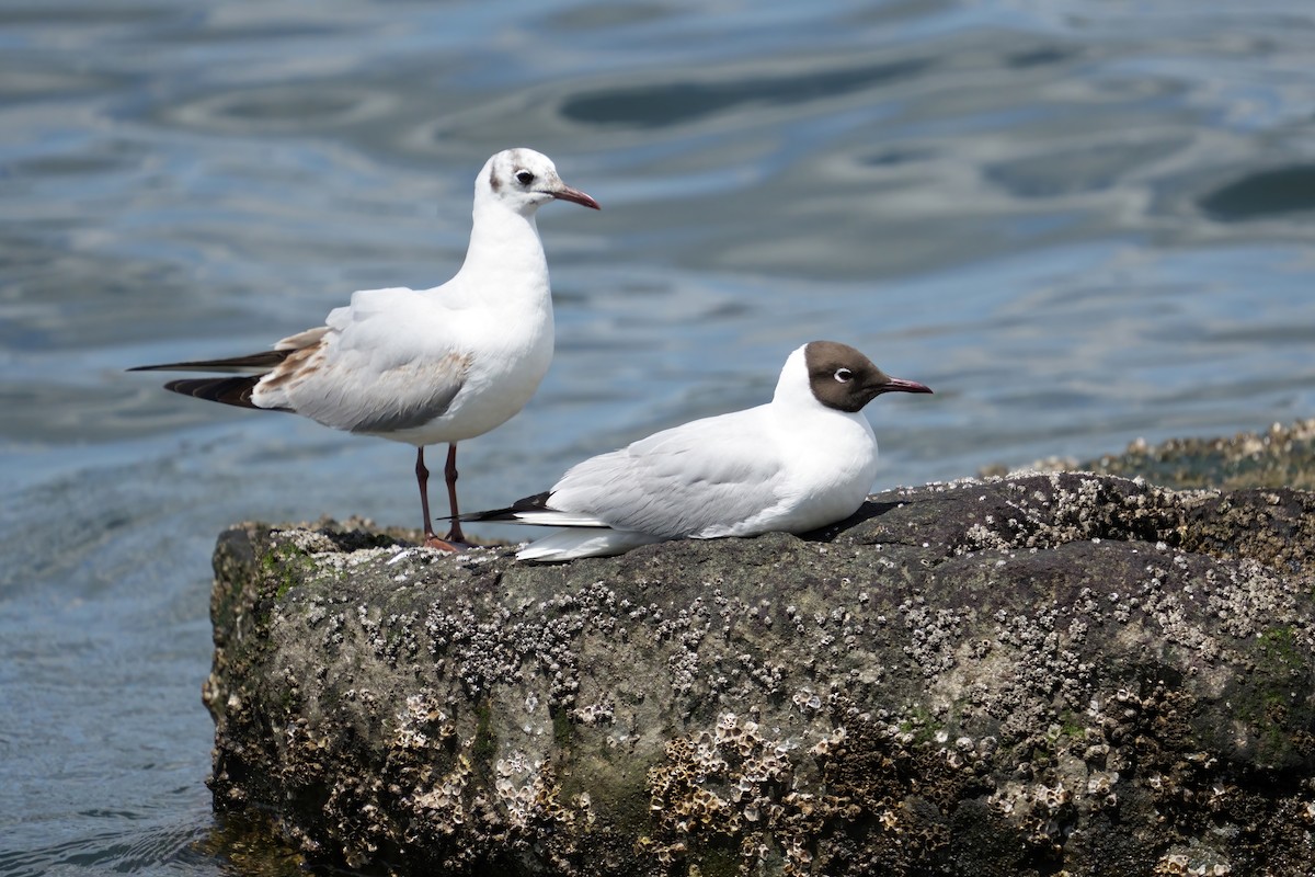 Mouette rieuse - ML619833170