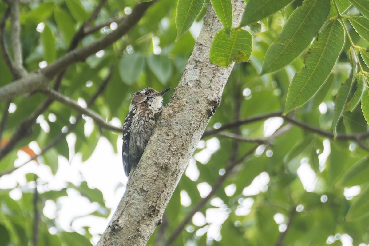 Japanese Pygmy Woodpecker - ML619833173