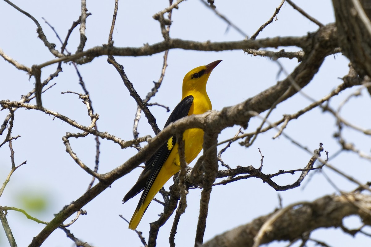 Indian Golden Oriole - ML619833188