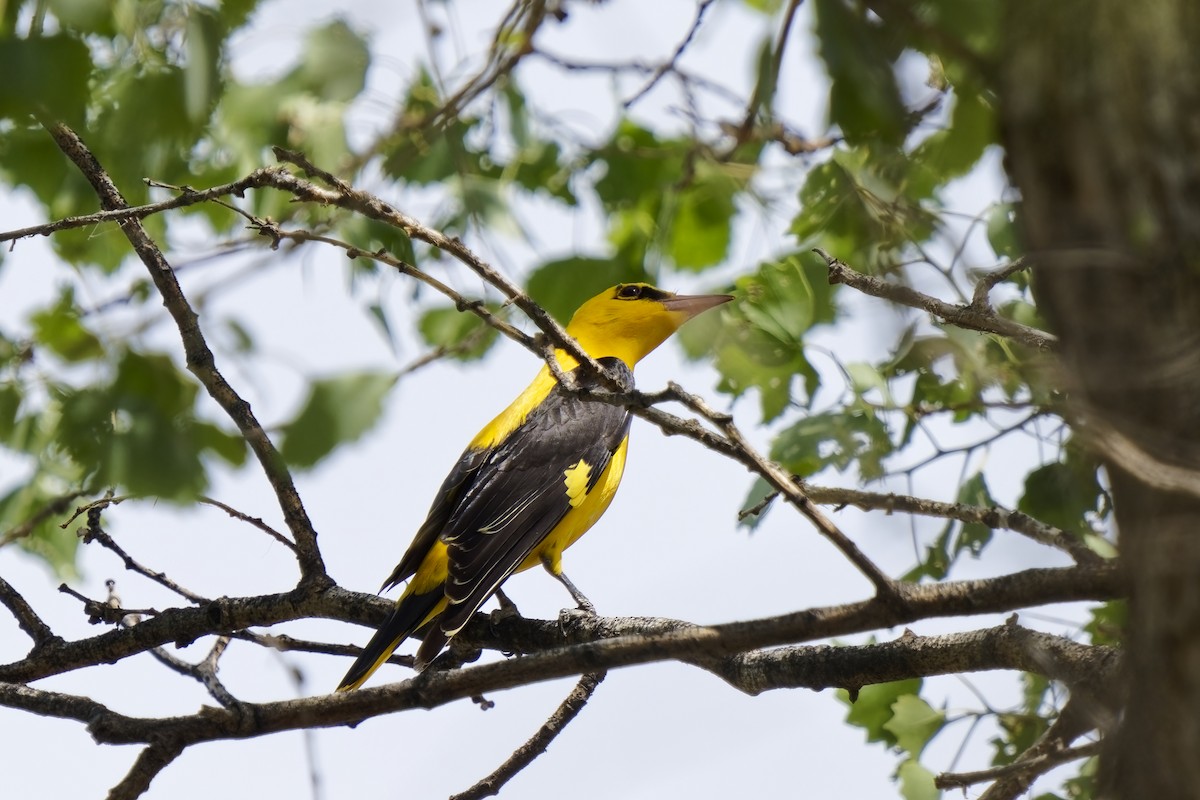 Indian Golden Oriole - ML619833189