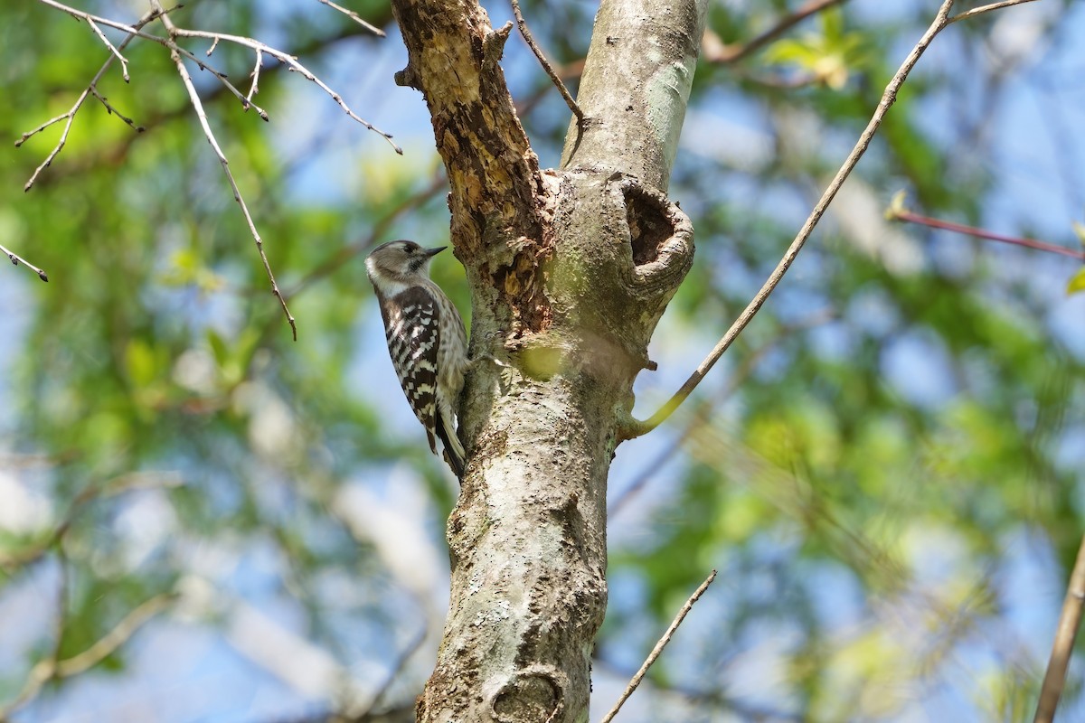 Japanese Pygmy Woodpecker - ML619833191