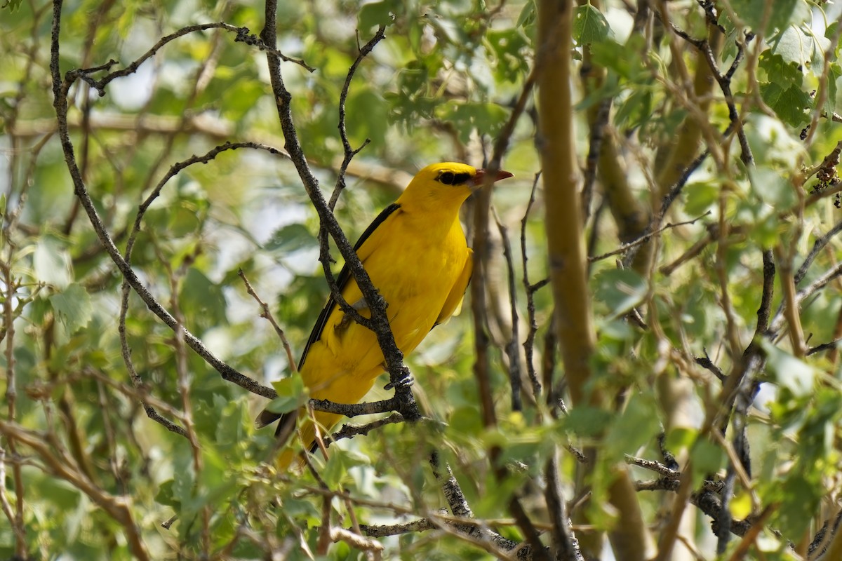 Indian Golden Oriole - ML619833194