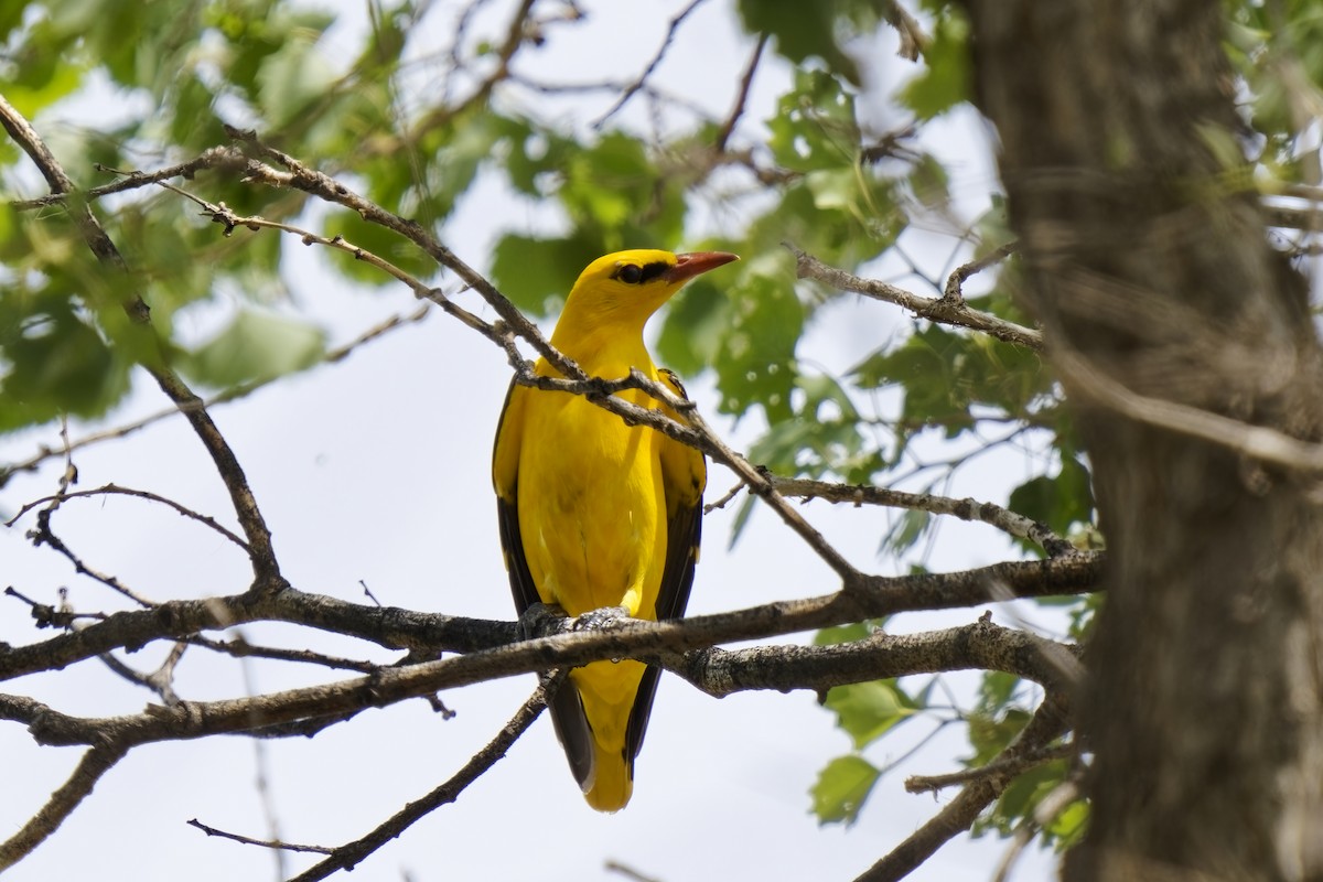 Indian Golden Oriole - ML619833195