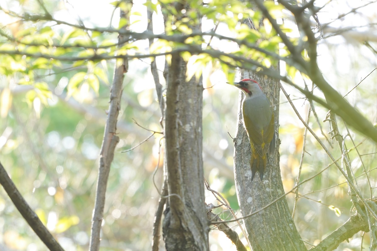 Japanese Woodpecker - ML619833198