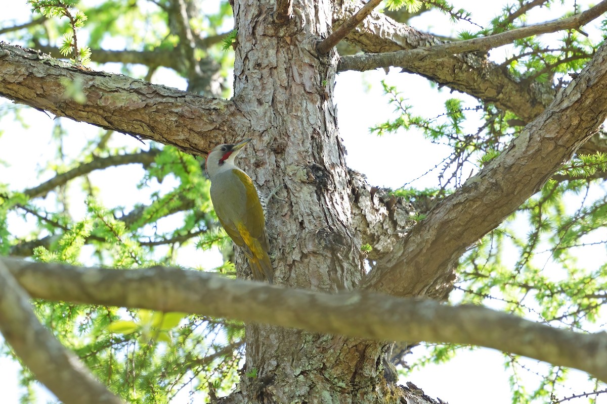 Japanese Woodpecker - ML619833203