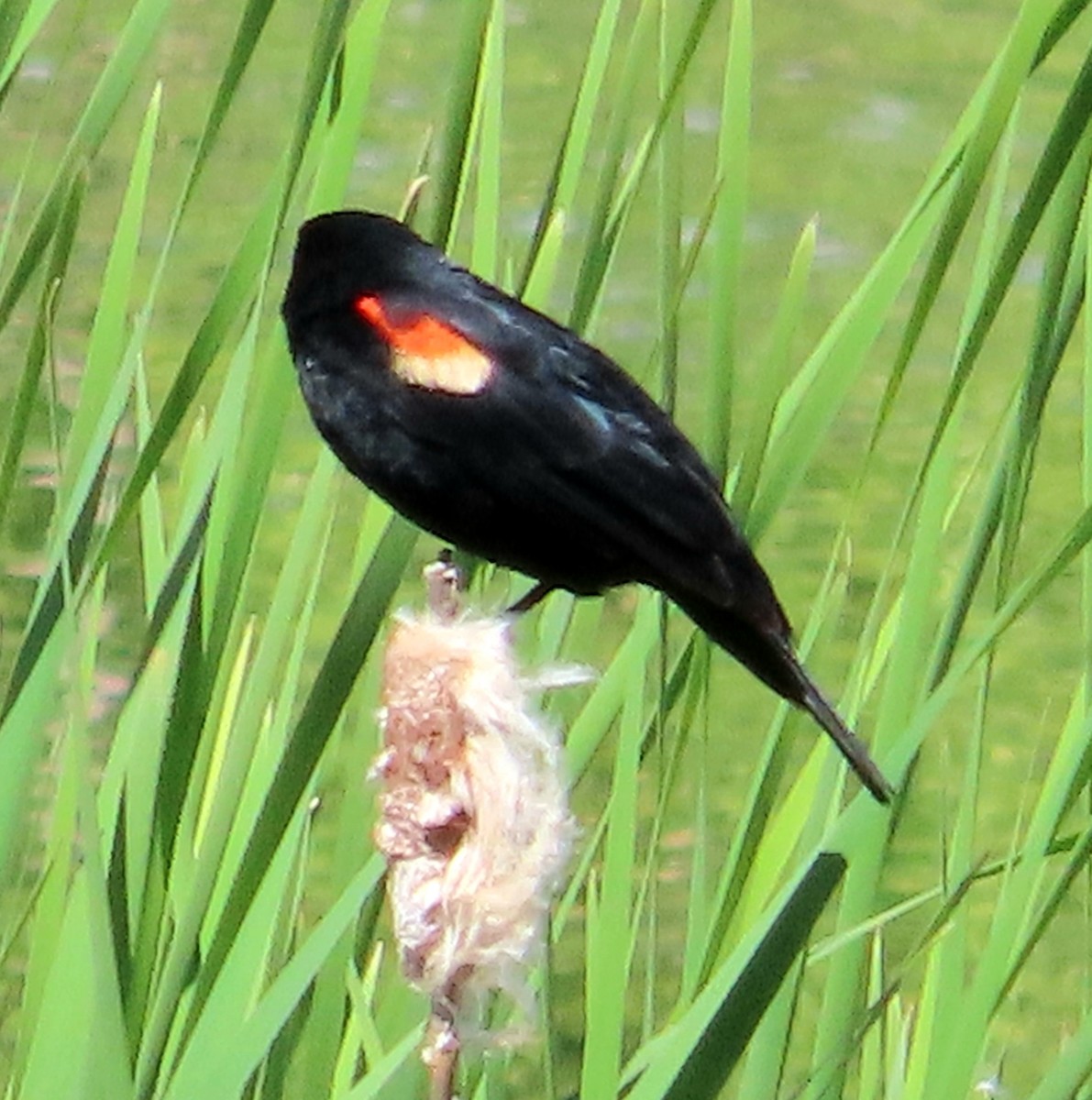 Red-winged Blackbird - ML619833225