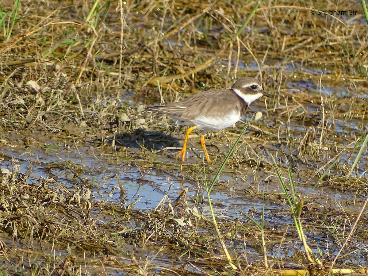 Common Ringed Plover - ML619833231