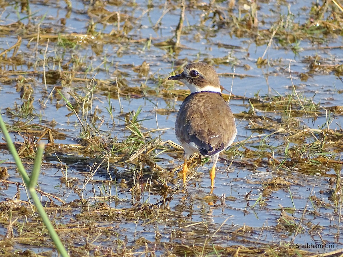 Common Ringed Plover - ML619833232
