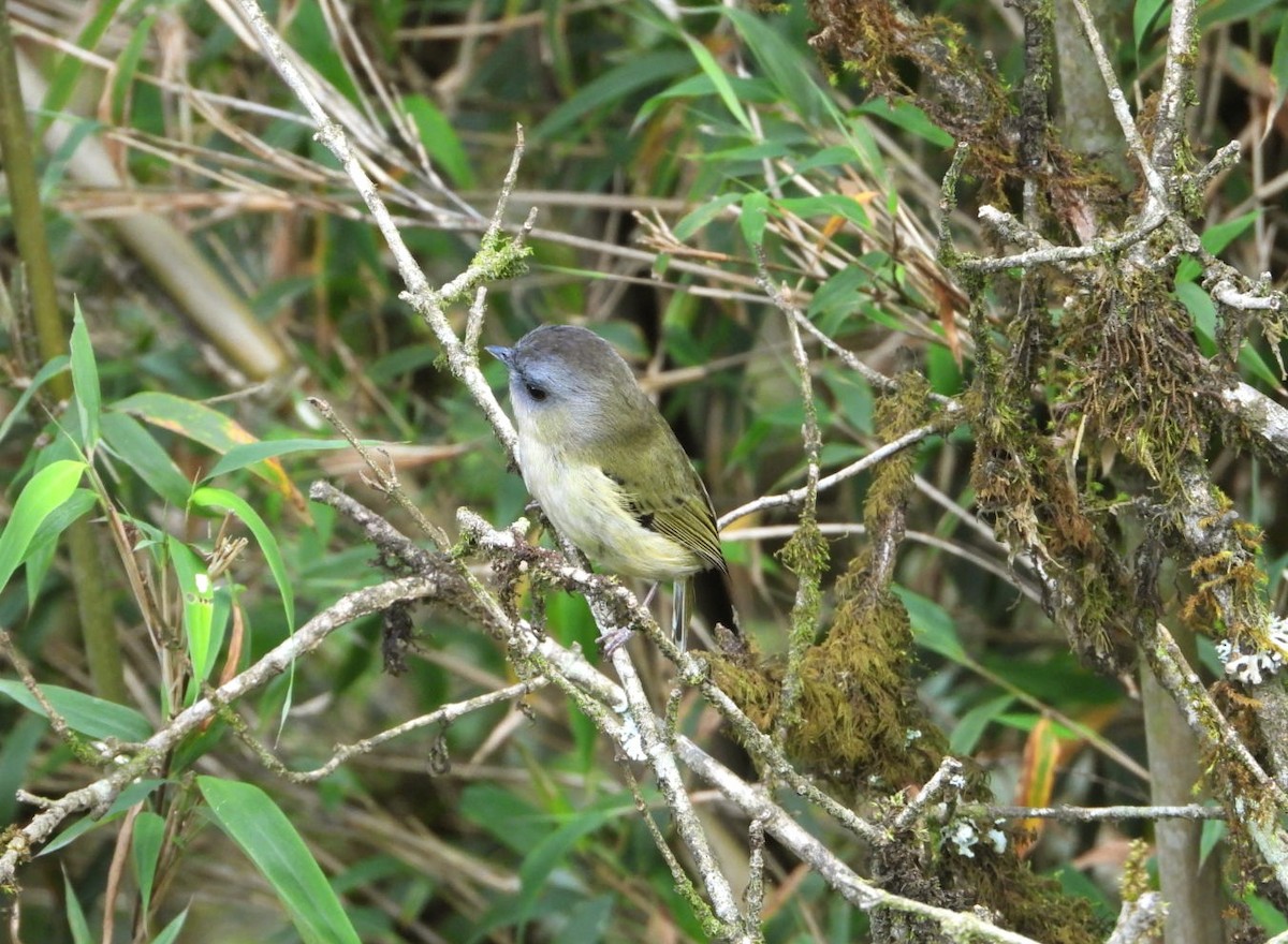 Green Shrike-Babbler - ML619833235