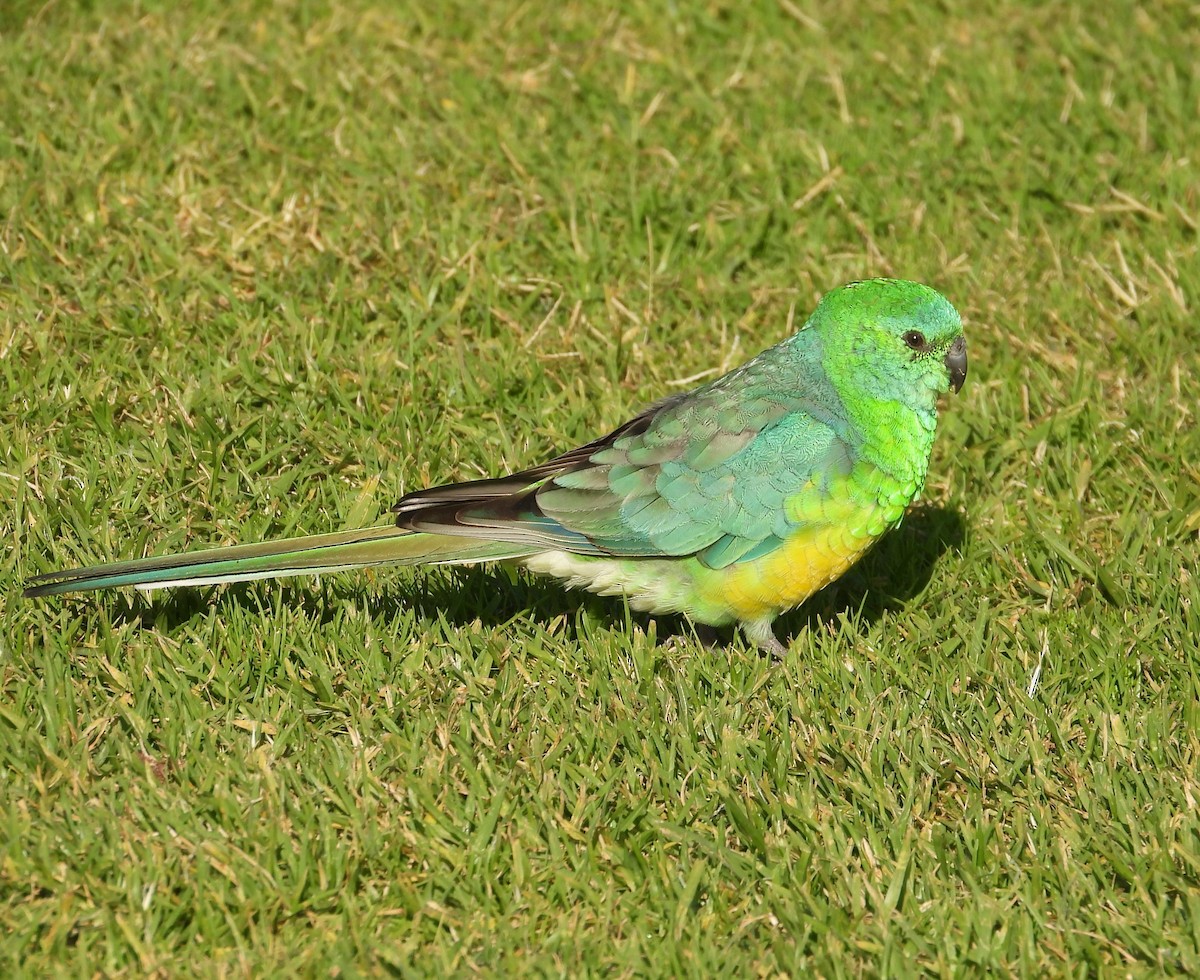 Red-rumped Parrot - ML619833241