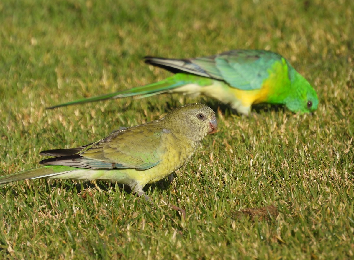 Red-rumped Parrot - ML619833251