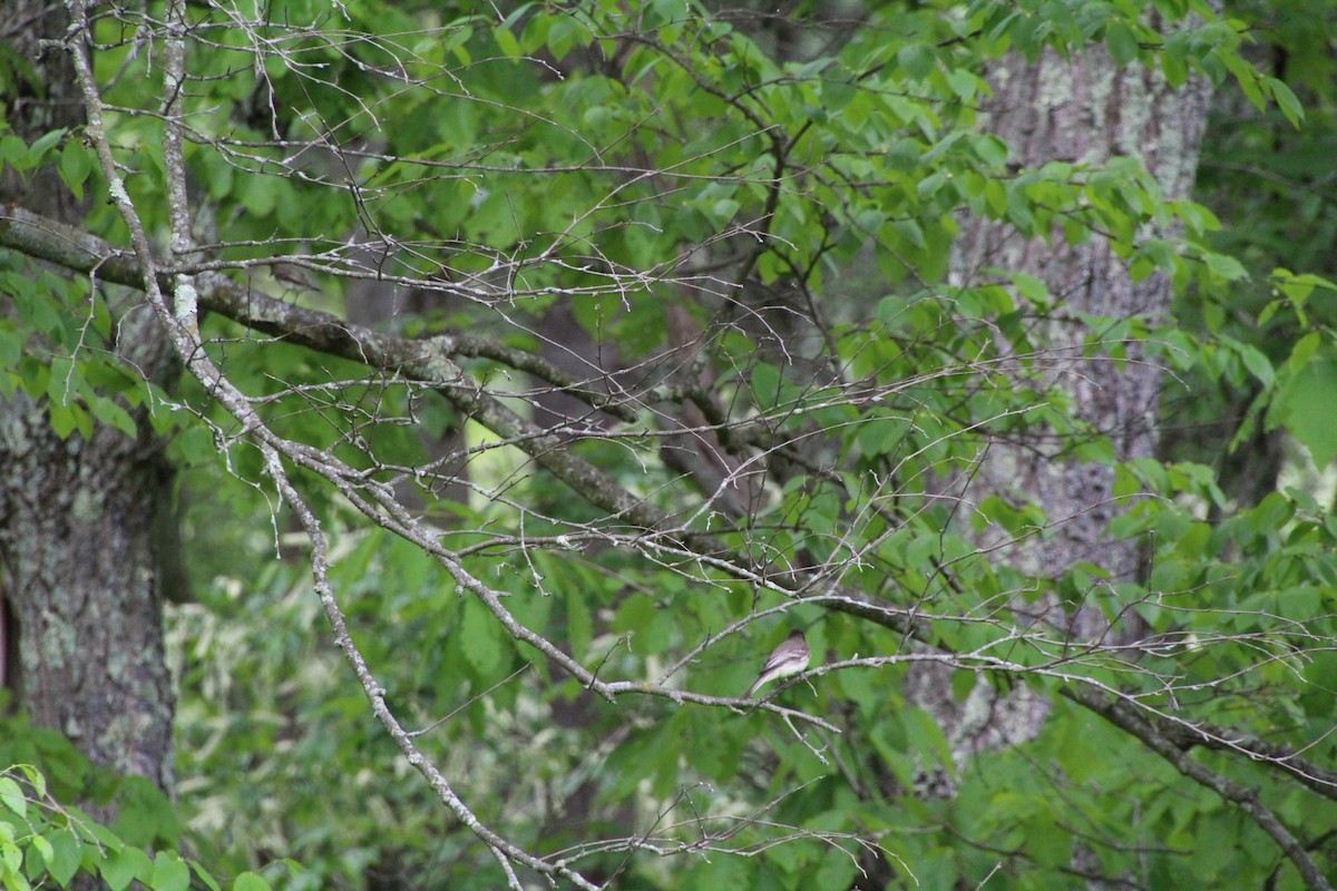 Eastern Phoebe - ML619833263