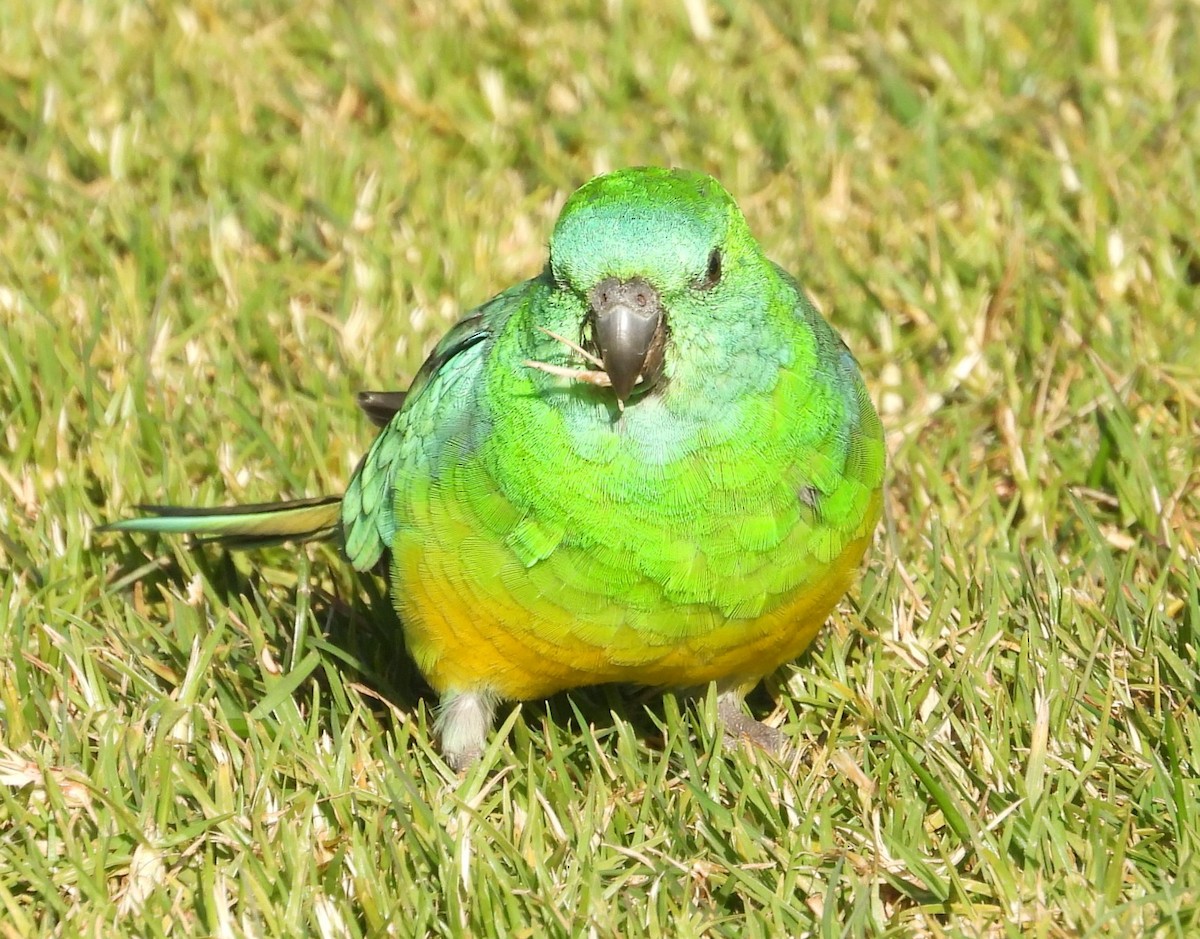Red-rumped Parrot - ML619833307