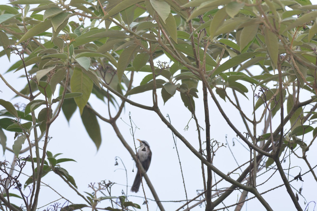 Indian Scimitar-Babbler - ML619833324